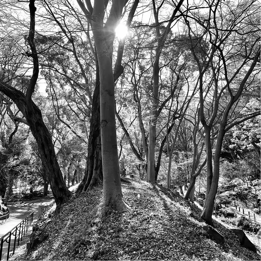 Forested path in Tokyo